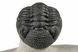 Curled Morocops Trilobite Fossil - Very Nice Prep #204241-6